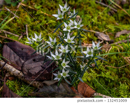大會之花 大會之花 132451009