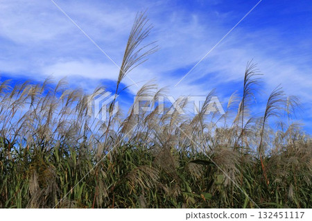 Japanese pampas grass at the site of Heijo Palace 132451117