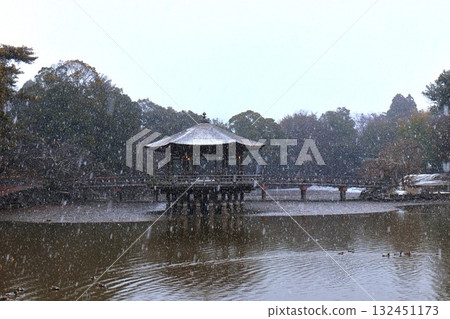 冬天的奈良公園 132451173