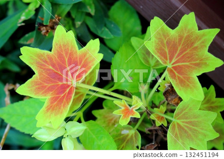 Maple leaf geranium leaf Maple leaf geranium leaf 132451194