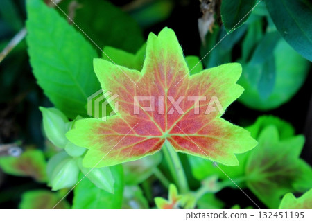 Maple leaf geranium leaf Maple leaf geranium leaf 132451195
