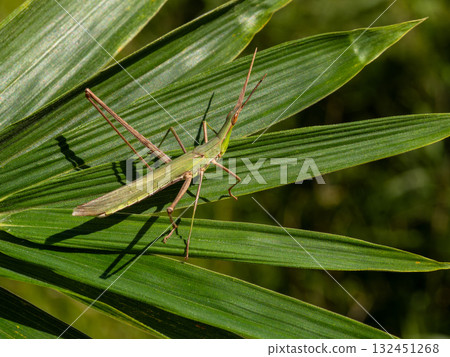 A grasshopper on a bamboo leaf A grasshopper on a bamboo leaf 132451268