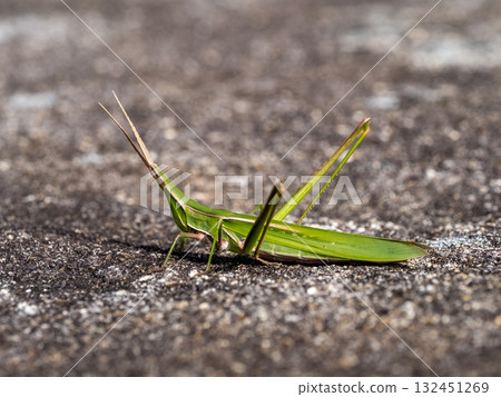 A grasshopper on a large rock A grasshopper on a large rock 132451269