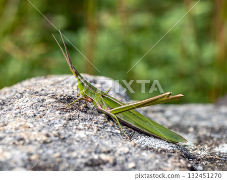 A grasshopper on a large rock A grasshopper on a large rock 132451270