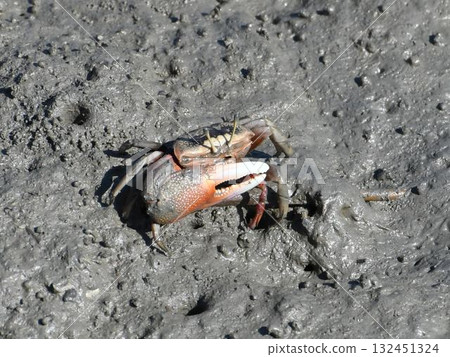Tidal flat fiddler crab Tidal flat fiddler crab 132451324