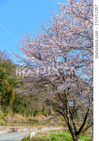 A beautiful spring scene with cherry blossom trees in full bloom 132451367