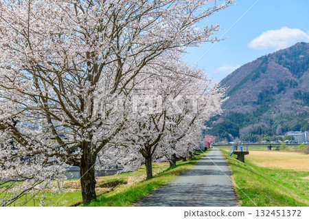 A beautiful spring scene with cherry blossom trees in full bloom 132451372