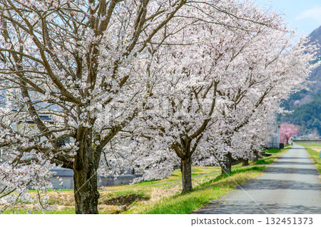 A beautiful spring scene with cherry blossom trees in full bloom 132451373