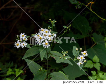 White yomena blooming in the shade of a tree 132451481