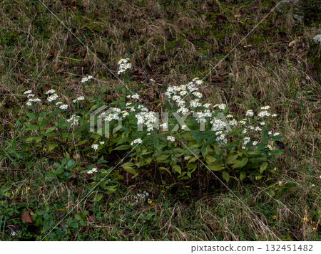 White yomena blooming in the shade of a tree 132451482