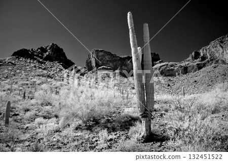 Monochrome Sonoran Desert Arizona Picacho Peak State Park Monochrome Sonoran Desert Arizona Picacho Peak State Park 132451522
