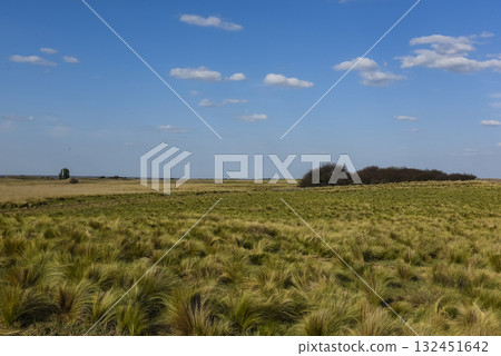 Pampas grass landscape, La Pampa province, Patagonia, Argentina. 132451642