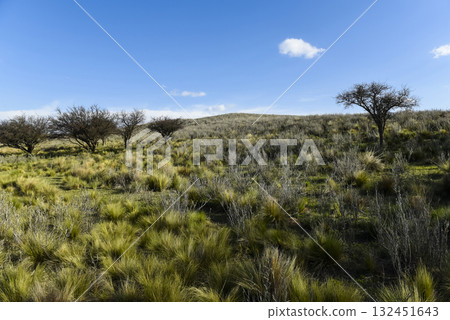Pampas grass landscape, La Pampa province, Patagonia, Argentina. Pampas grass landscape, La Pampa province, Patagonia, Argentina. 132451643