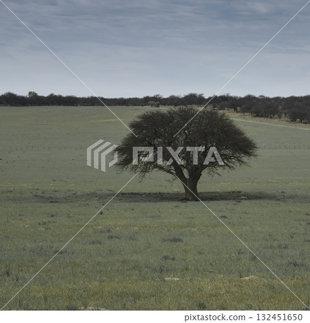 Pampas countryside landscape, La Pampa province, Patagonia, Argentina. Pampas countryside landscape, La Pampa province, Patagonia, Argentina. 132451650