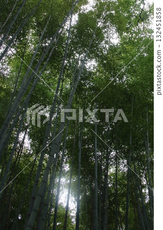 仰望京都嵯峨野的竹林小徑 仰望京都嵯峨野的竹林小徑 132451858