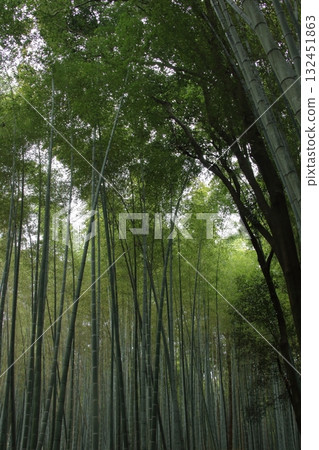 仰望京都嵯峨野的竹林小徑 132451863