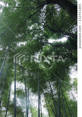 仰望京都嵯峨野的竹林小徑 132451865