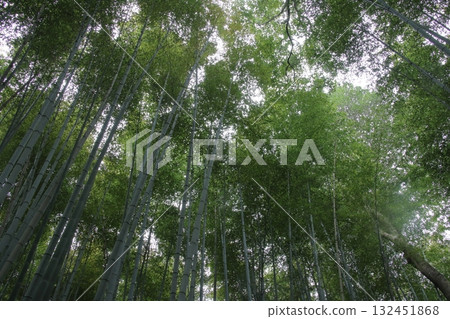 Looking up at the bamboo forest path in Sagano, Kyoto 132451868