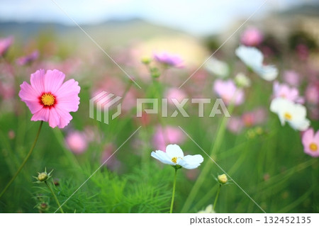 Pink Cosmos 132452135