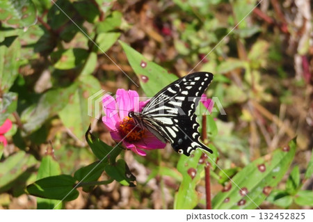 A wounded swallowtail butterfly sucking nectar from a flower A wounded swallowtail butterfly sucking nectar from a flower 132452825
