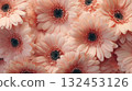 桃非洲菊背景 132453126