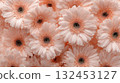 桃非洲菊背景 132453127