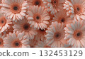 桃非洲菊背景 132453129