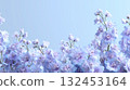 淡藍色的飛燕草背景 132453164
