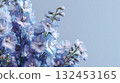 淡藍色的飛燕草背景 132453165