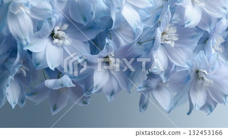 Pale Blue Delphinium Background 132453166