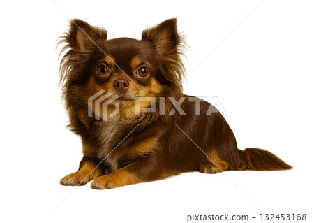 透明長毛吉娃娃（巧克力棕色和棕褐色）| 小狗的寫實插圖 132453168