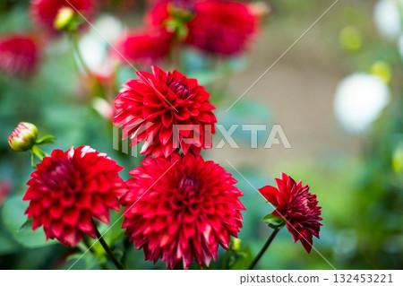 Dahlia Garden, Ogano Town, Saitama Prefecture, Ryokami Mountains Dahlia Garden, Ogano Town, Saitama Prefecture, Ryokami Mountains 132453221