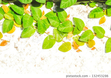 ficus pumila or climbing fig or Climbing Vine 132453286
