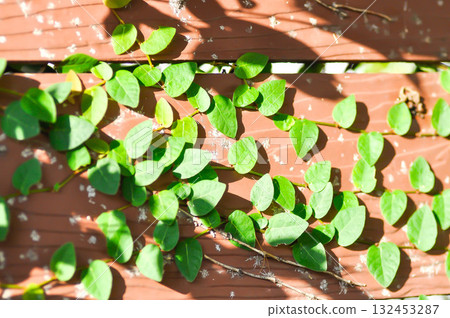 ficus pumila or climbing fig or Climbing Vine ficus pumila or climbing fig or Climbing Vine 132453287