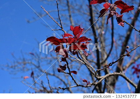闊葉紅梅(薔薇科,李屬) 闊葉紅梅(薔薇科,李屬) 132453777