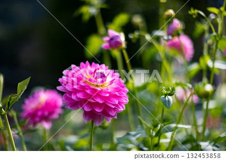 Dahlia Garden, Ogano Town, Saitama Prefecture, Ryokami Mountains 132453858