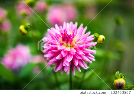 Dahlia Garden, Ogano Town, Saitama Prefecture, Ryokami Mountains 132453867