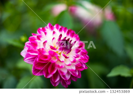 Dahlia Garden, Ogano Town, Saitama Prefecture, Ryokami Mountains 132453869