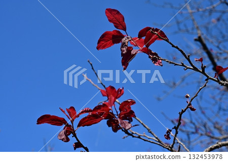 闊葉紅梅（薔薇科，李屬） 132453978