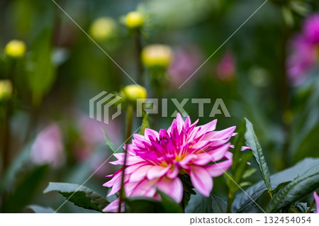 Dahlia Garden, Ogano Town, Saitama Prefecture, Ryokami Mountains 132454054