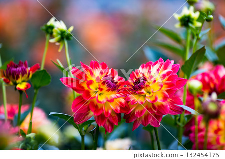 埼玉縣小鹿野町大麗花花園，龍神山脈 132454175