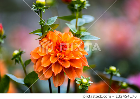 埼玉縣小鹿野町大麗花花園，龍神山脈 132454176