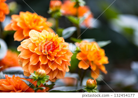 埼玉縣小鹿野町大麗花花園，龍神山脈 132454177