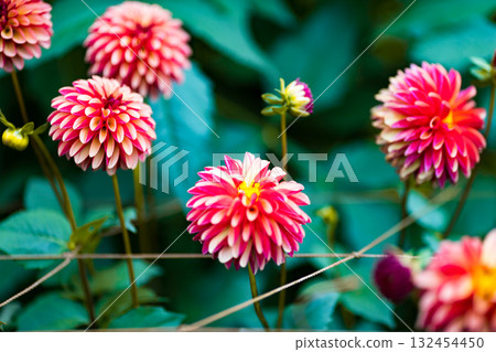 Dahlia Garden, Ogano Town, Saitama Prefecture, Ryokami Mountains Dahlia Garden, Ogano Town, Saitama Prefecture, Ryokami Mountains 132454450