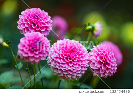 埼玉縣小鹿野町大麗花花園，龍神山脈 132454486