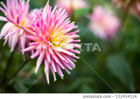 Dahlia Garden, Ogano Town, Saitama Prefecture, Ryokami Mountains Dahlia Garden, Ogano Town, Saitama Prefecture, Ryokami Mountains 132454514