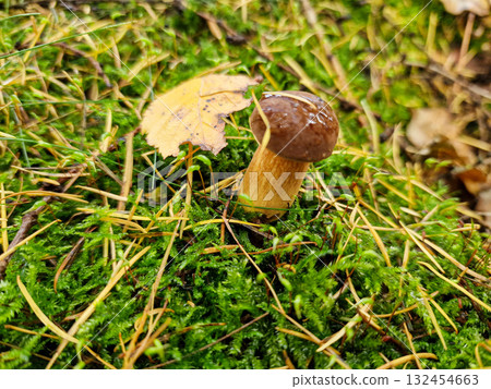 The boletus grows in the moss in the forest The boletus grows in the moss in the forest 132454663