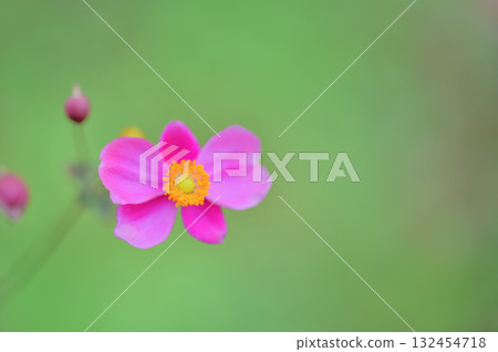 Pink autumn chrysanthemum flowers that add color to autumn 132454718