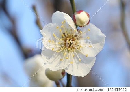 白梅花 132455012