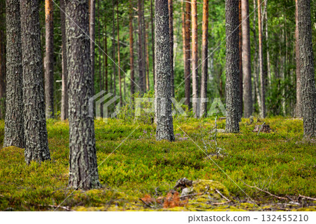 Serene and peaceful forest scene with tall trees and lush green grass. 132455210